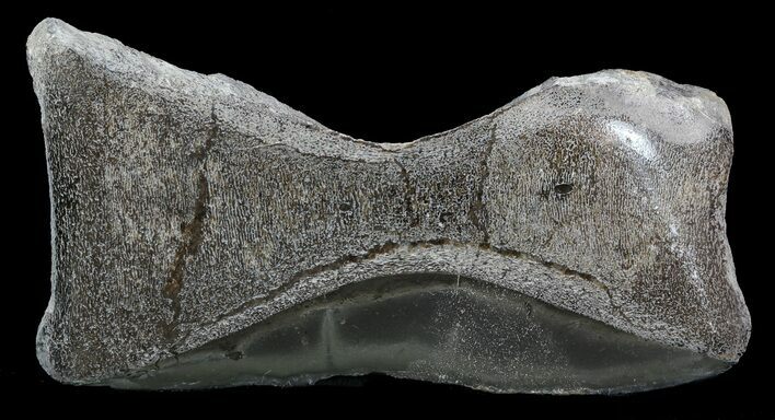 Jurassic Marine Reptile Bone In Cross-Section - Whitby, England #49157